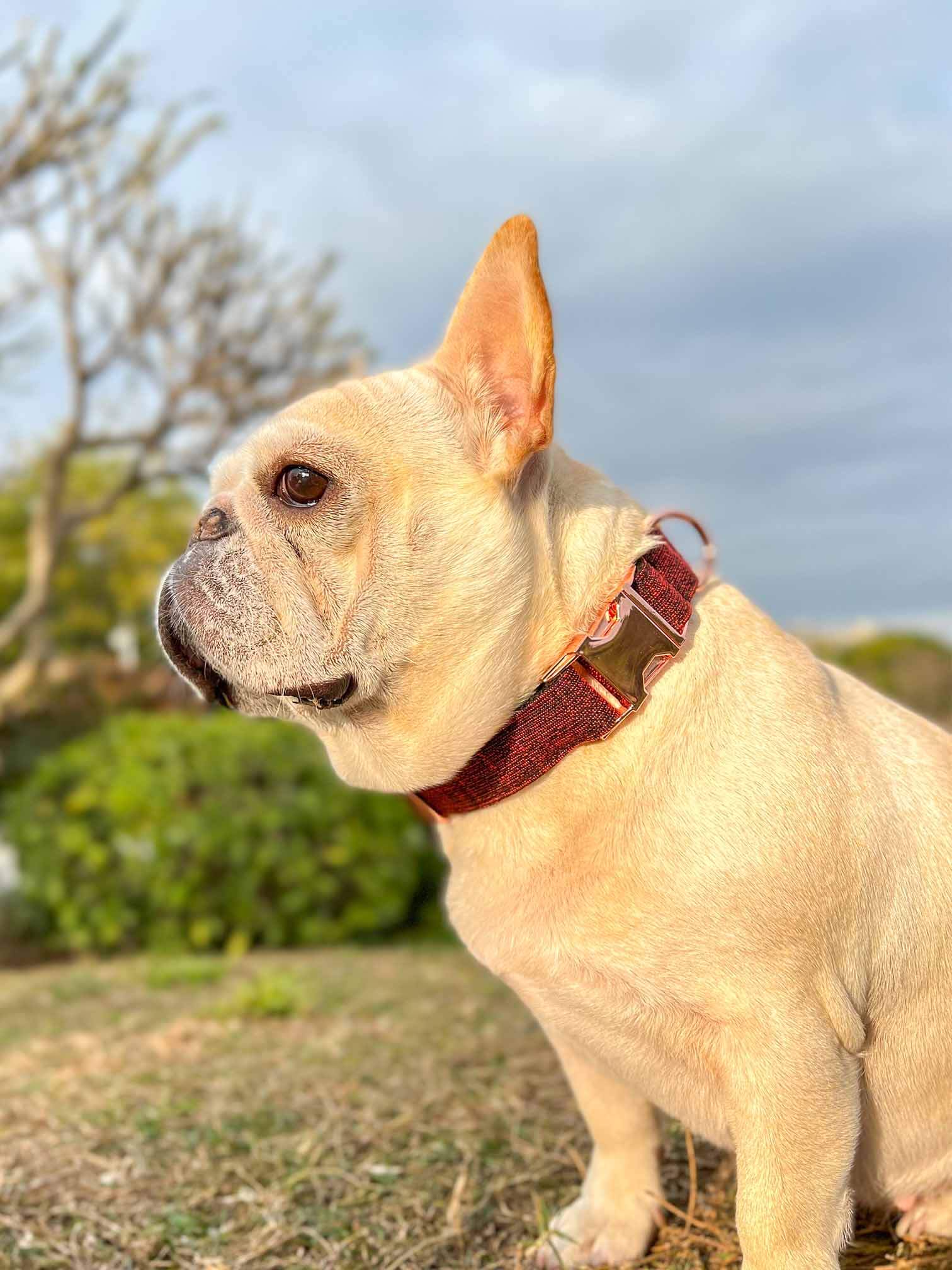 Dog Red Collar - Frenchiely