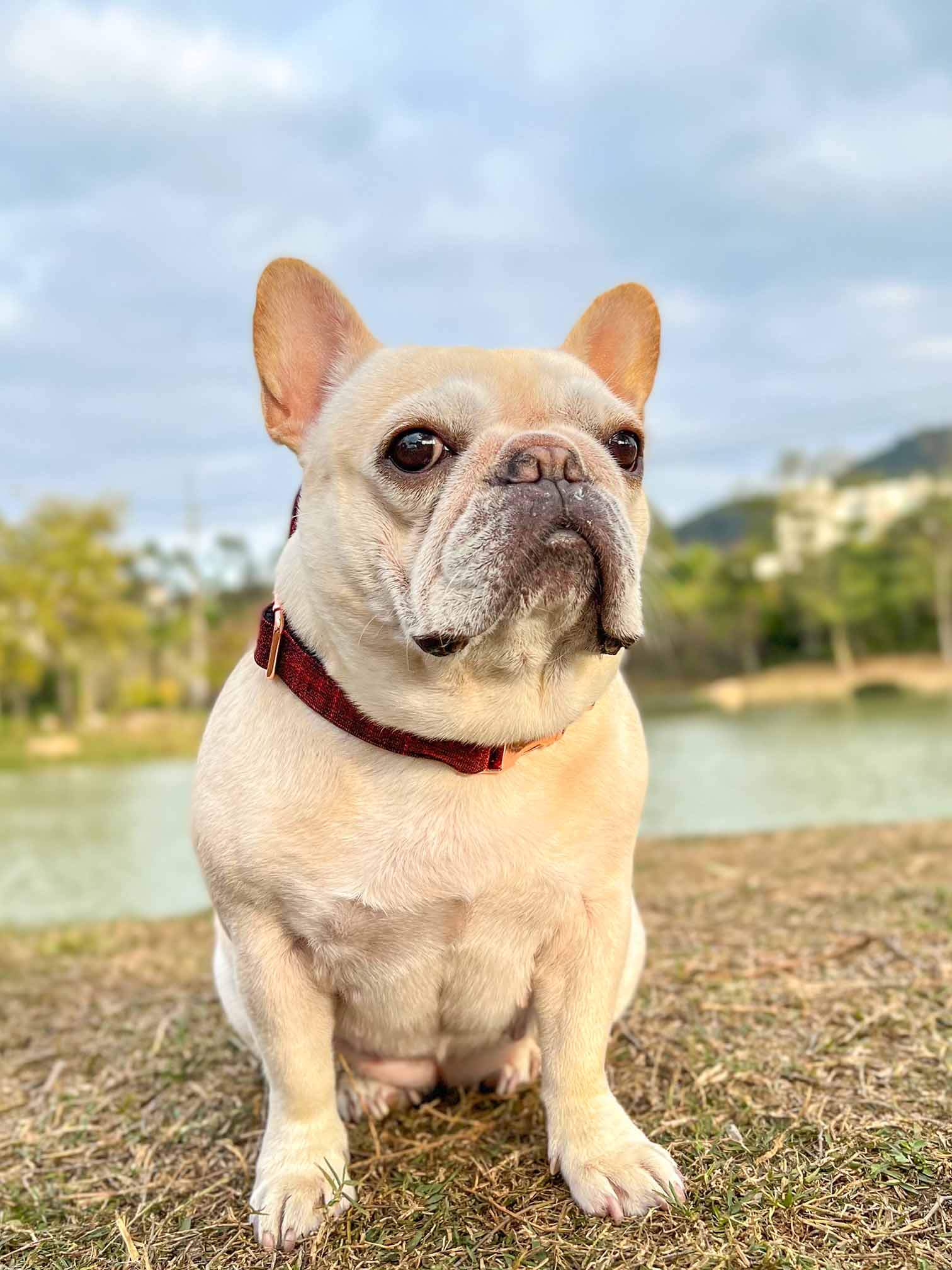 Dog Red Collar - Frenchiely