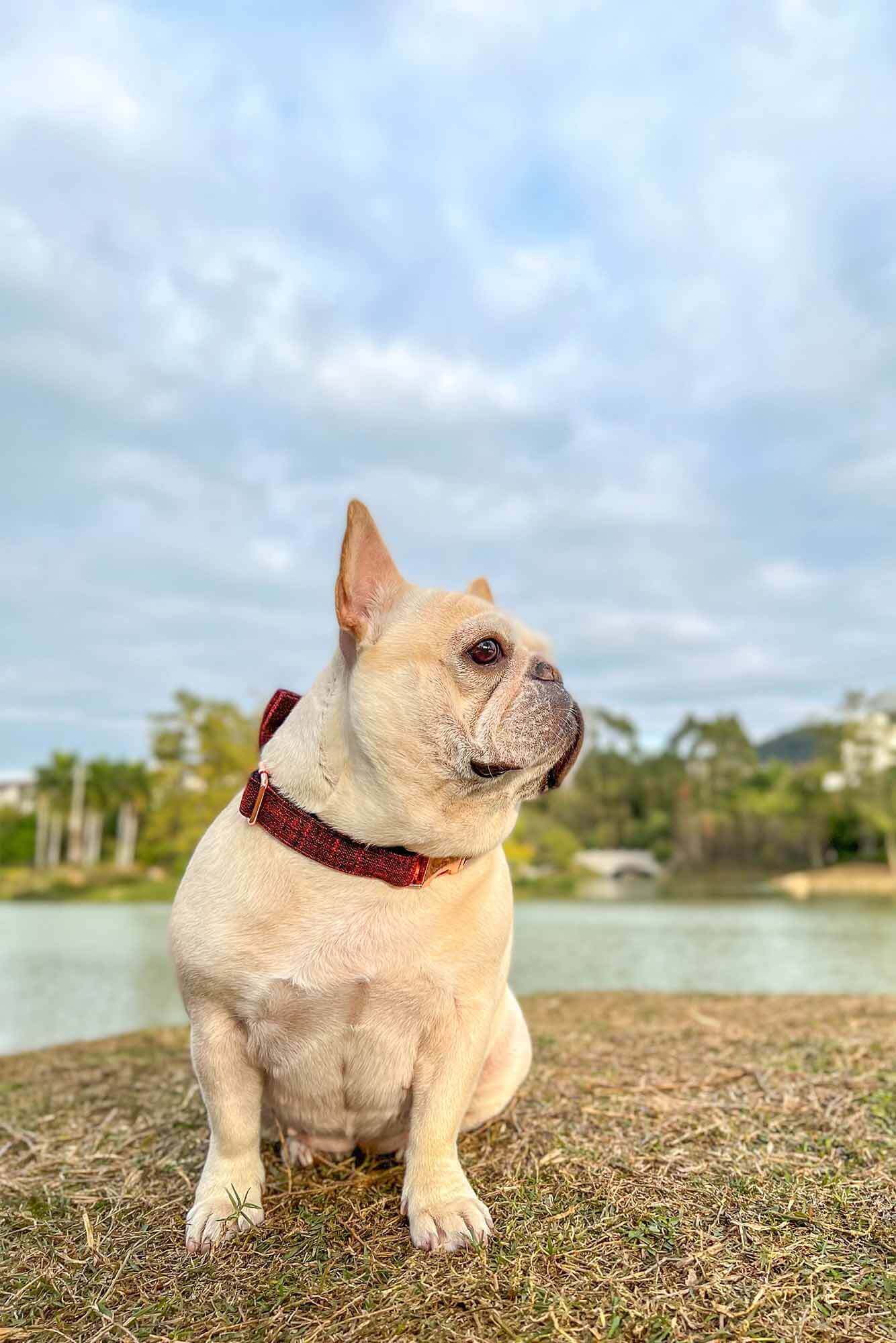 Dog Red Collar - Frenchiely