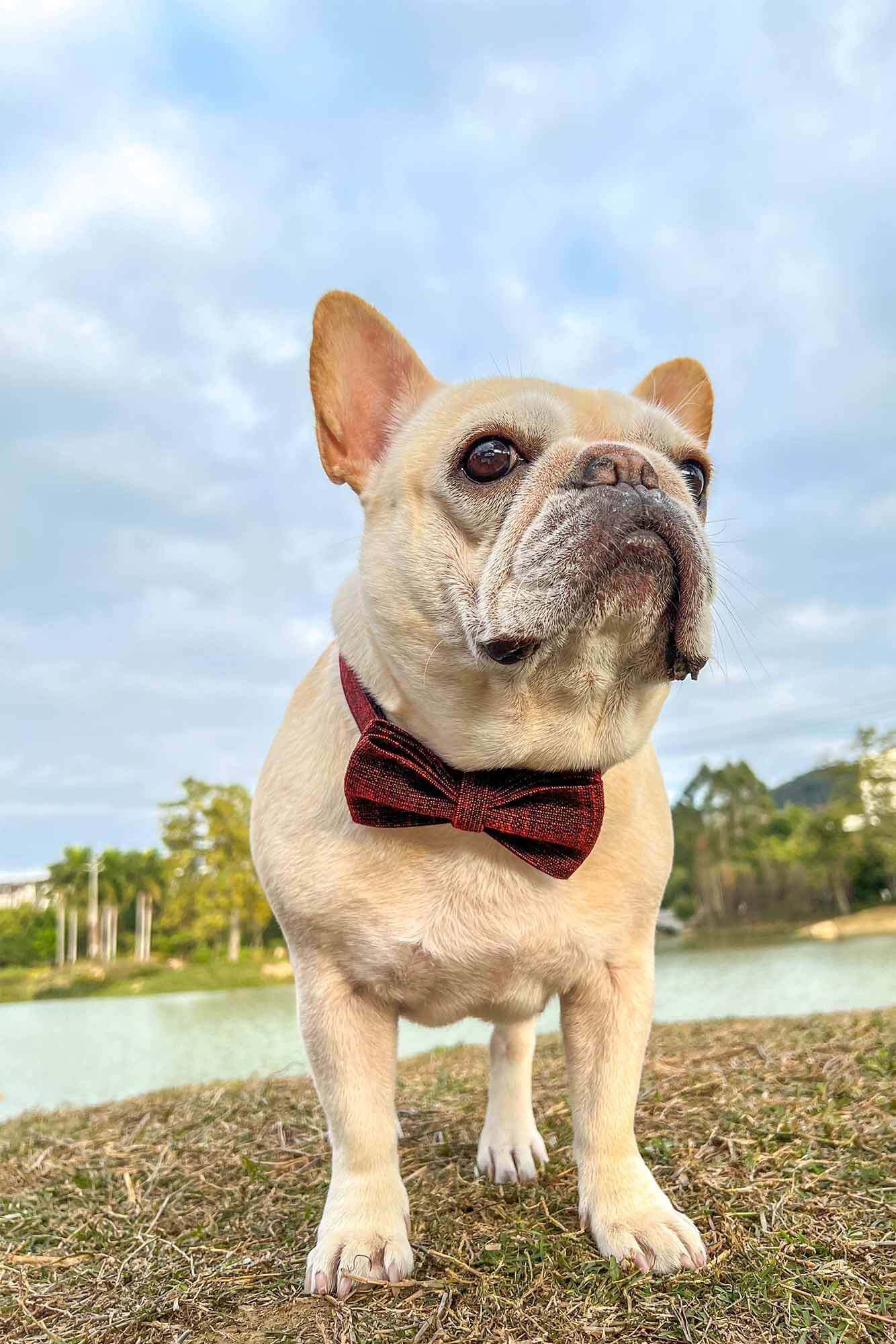 Dog Red Collar - Frenchiely