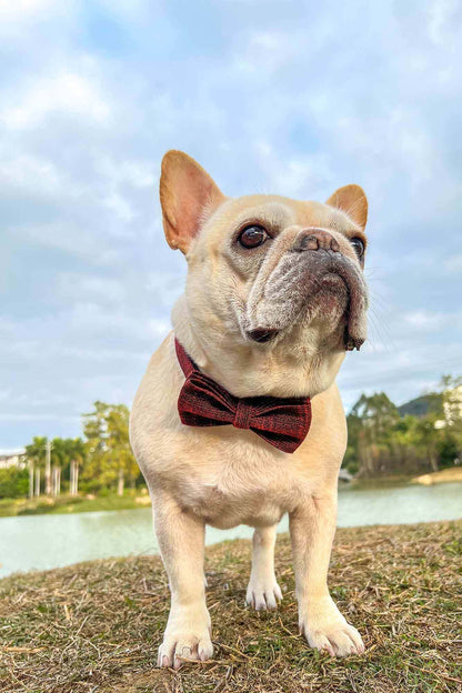 Dog Red Collar - Frenchiely