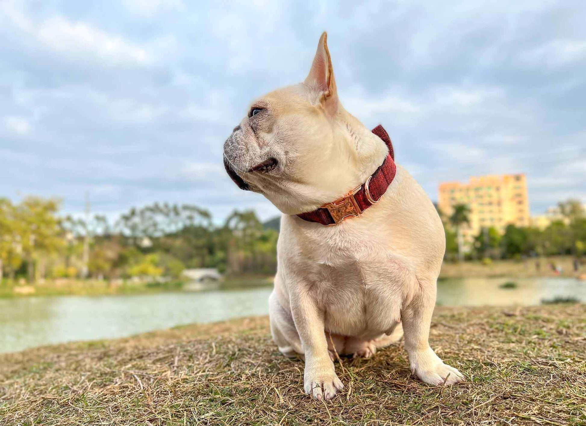 Dog Red Collar - Frenchiely