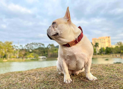 Dog Red Collar - Frenchiely