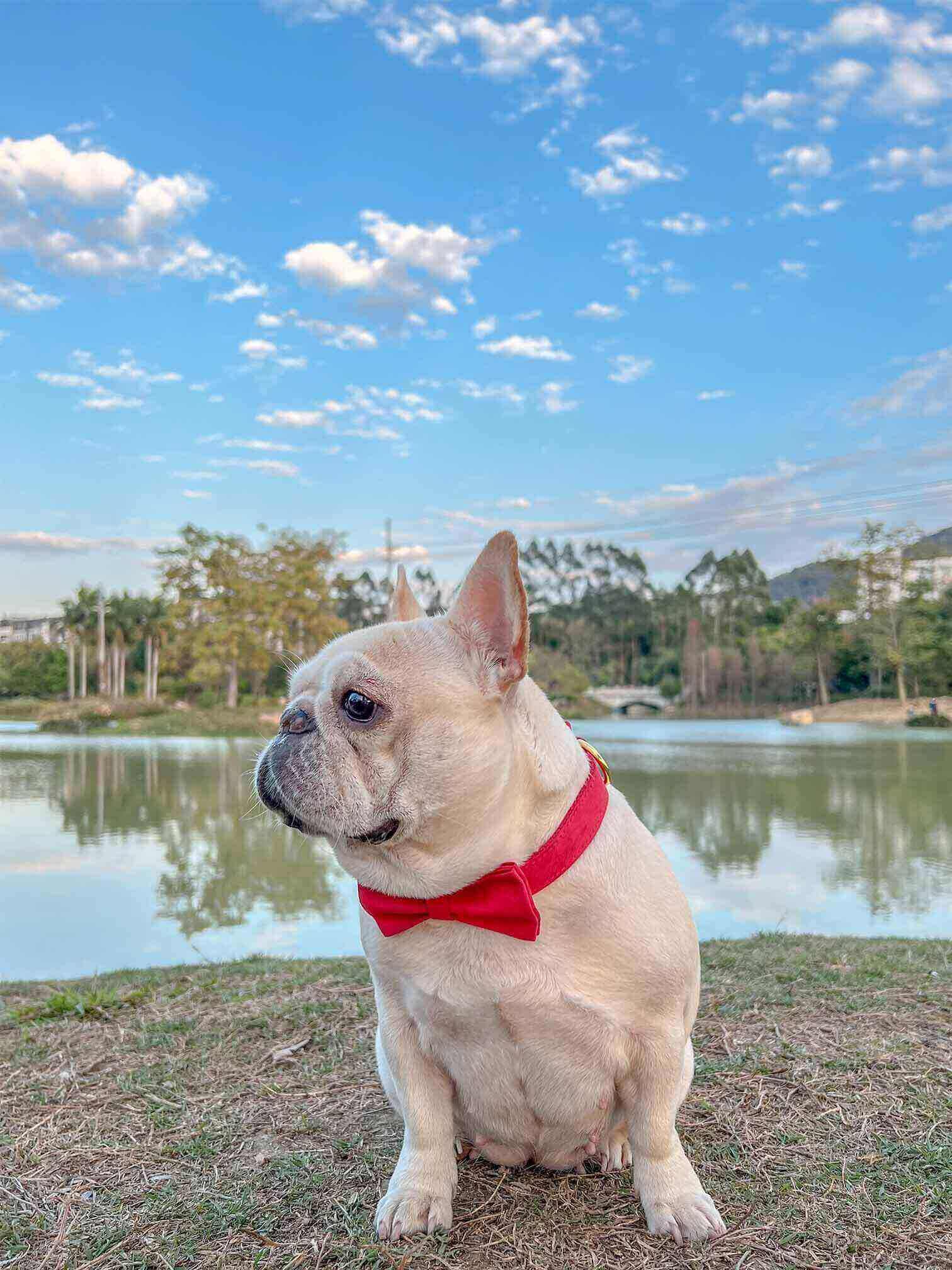 Dog Christmas Collar Leash Set - Frenchiely