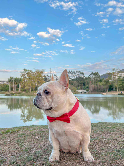 Dog Christmas Collar Leash Set - Frenchiely