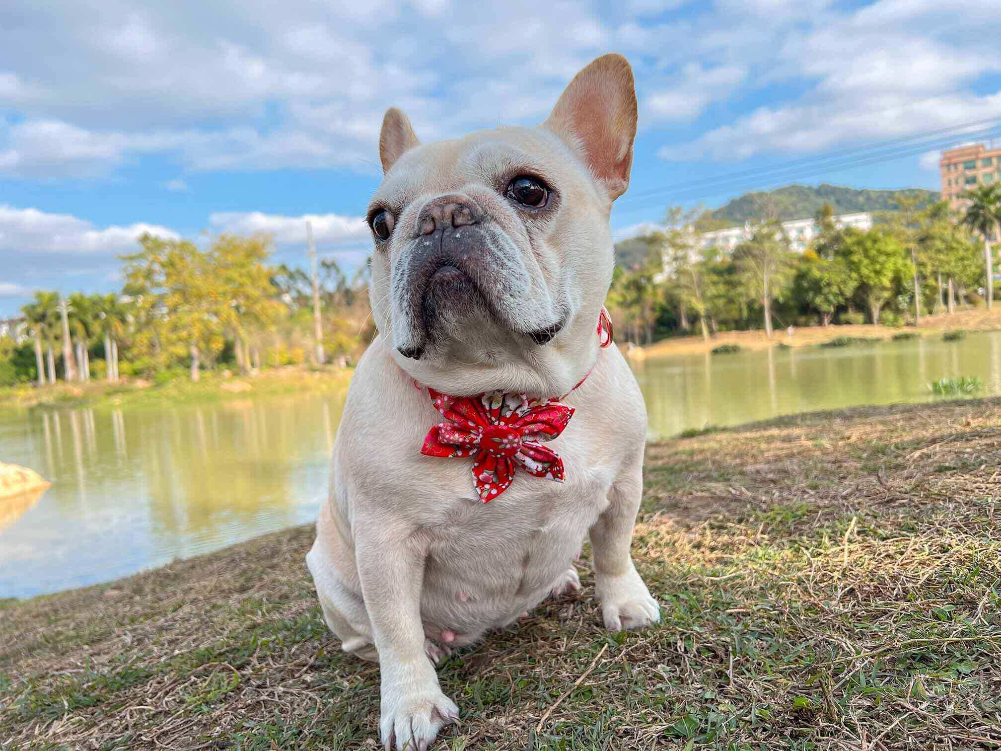 Dog Red Flower Collar - Frenchiely