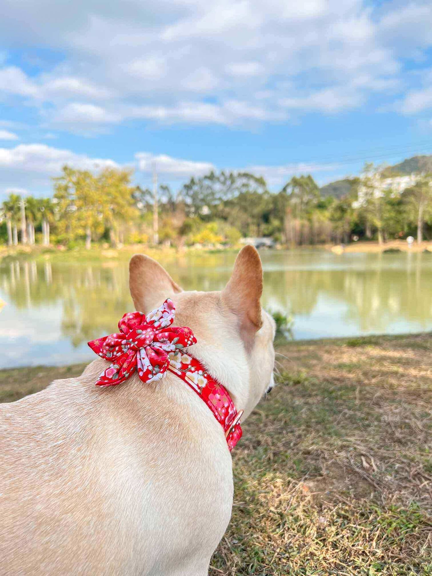 Dog Red Flower Collar - Frenchiely