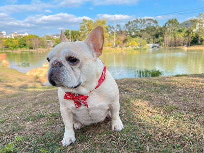 Dog Red Flower Collar - Frenchiely