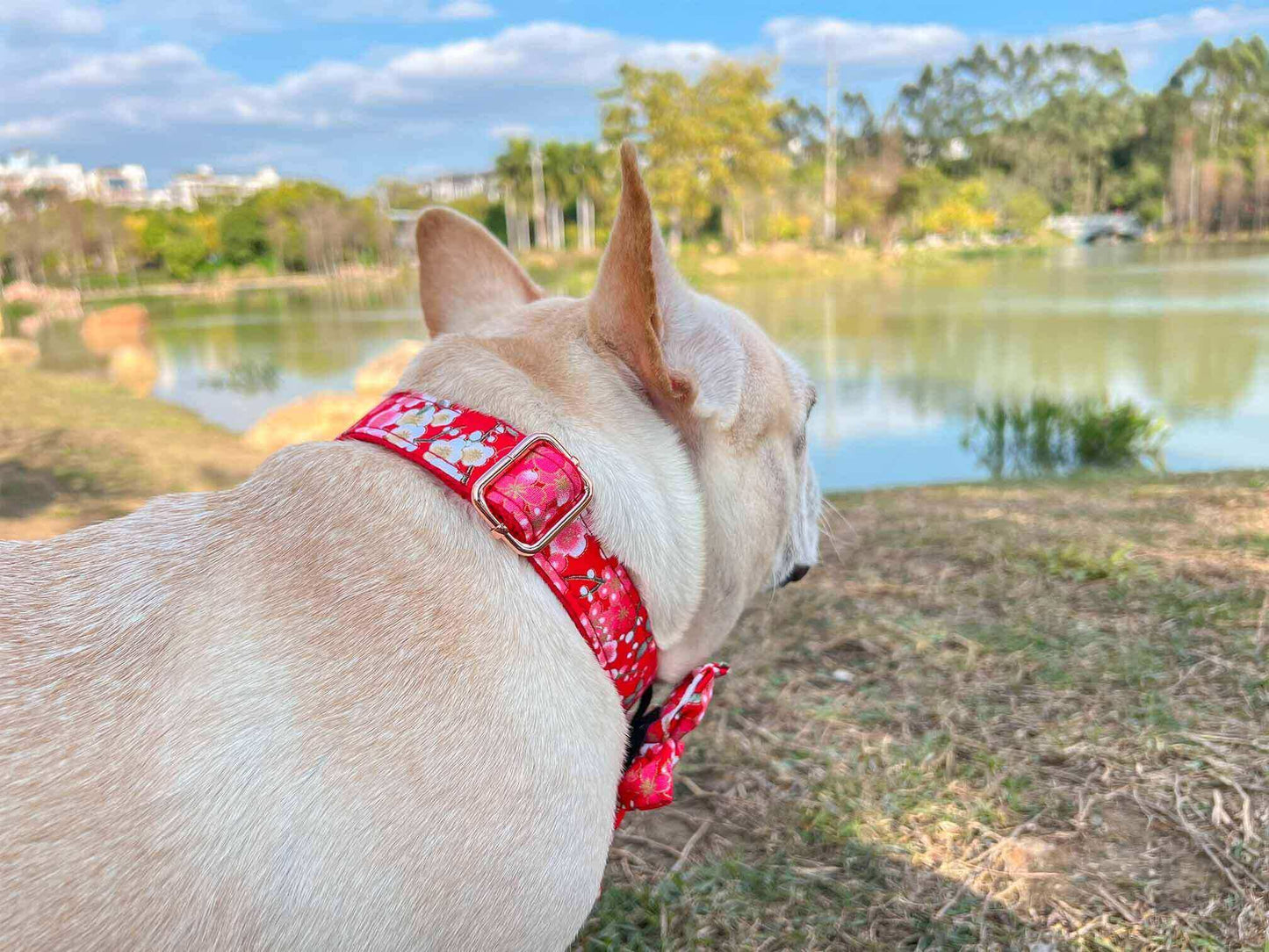 Dog Red Flower Collar - Frenchiely