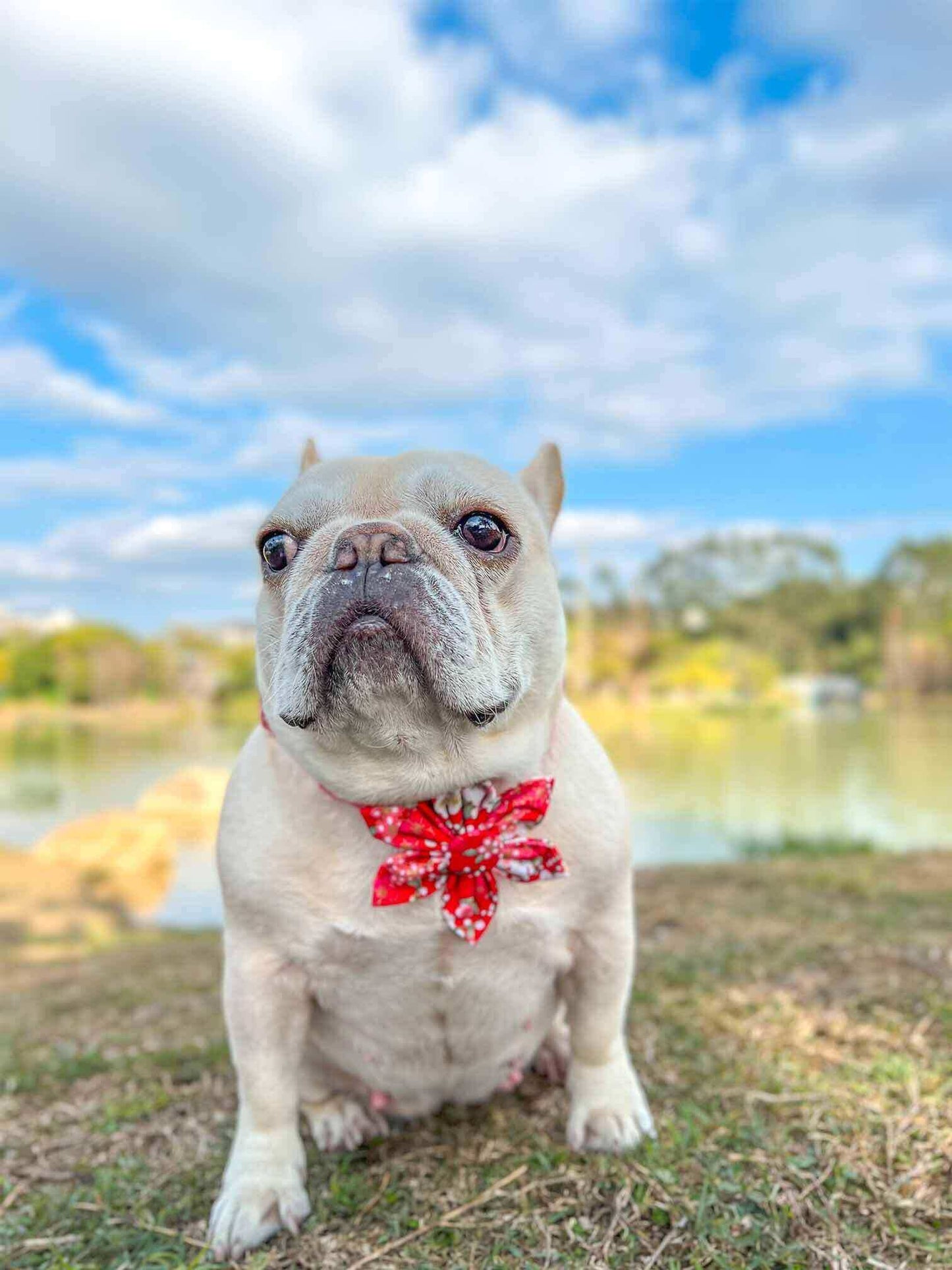 Dog Red Flower Collar - Frenchiely