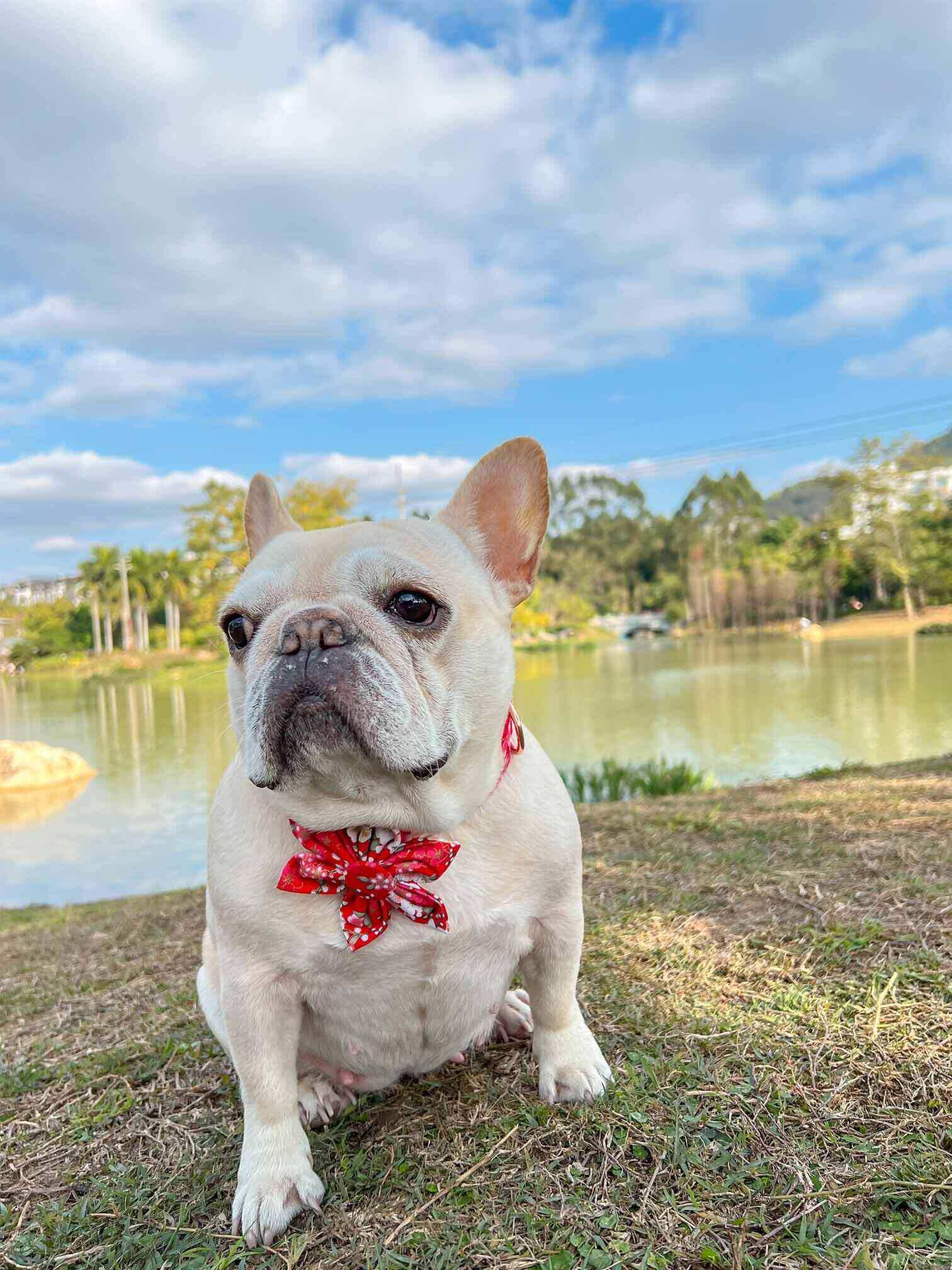 Dog Red Flower Collar - Frenchiely