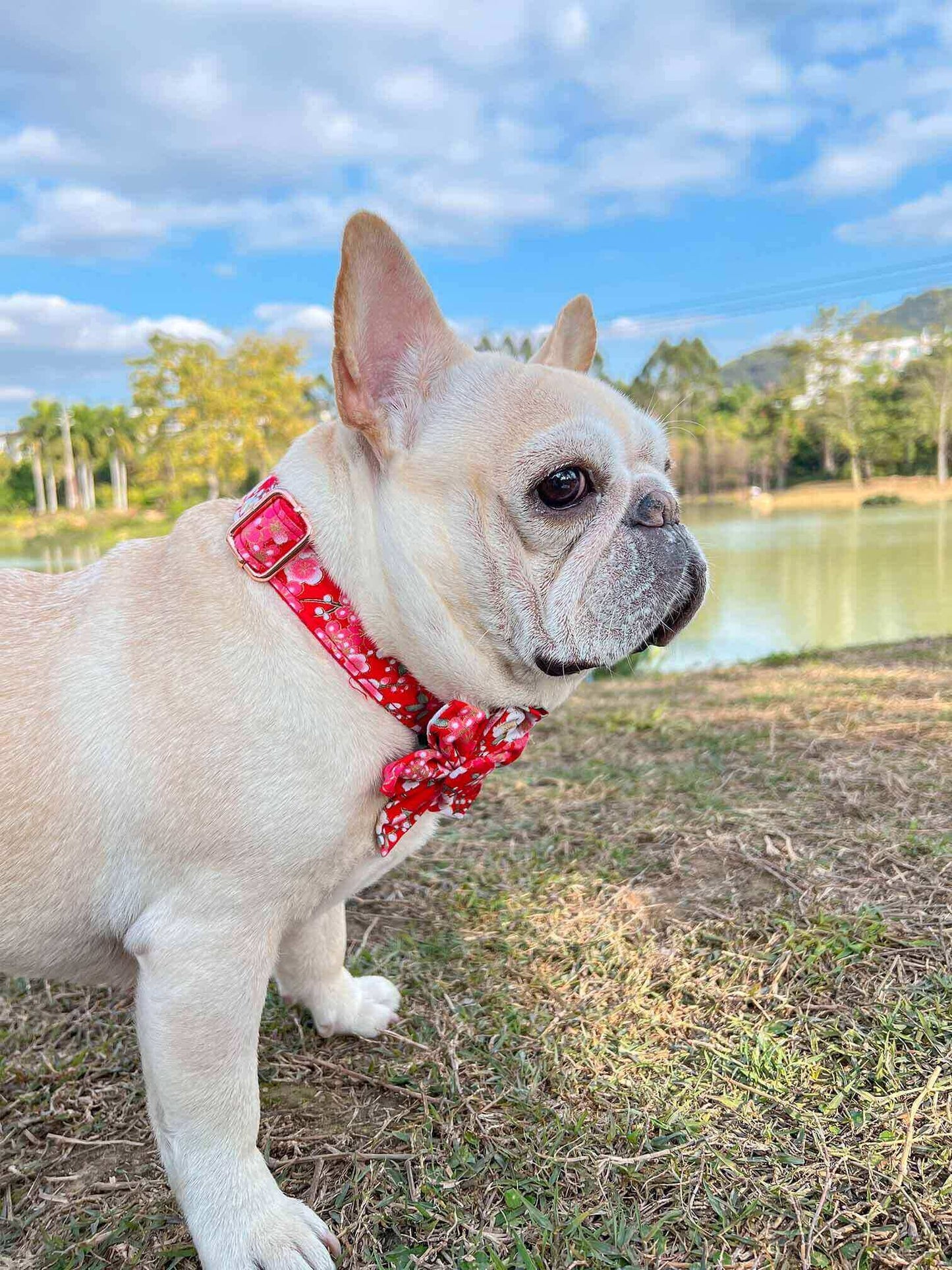 Dog Red Flower Collar - Frenchiely
