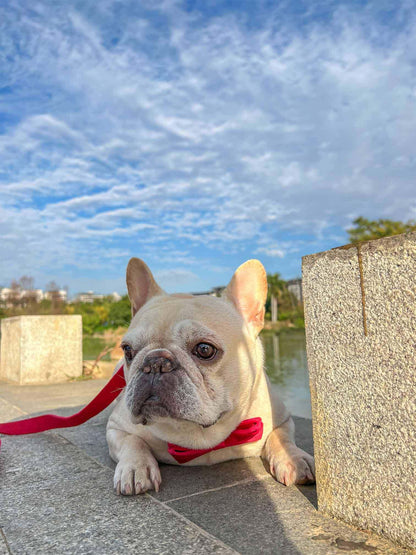 Dog Red Heart Leash Set - Frenchiely