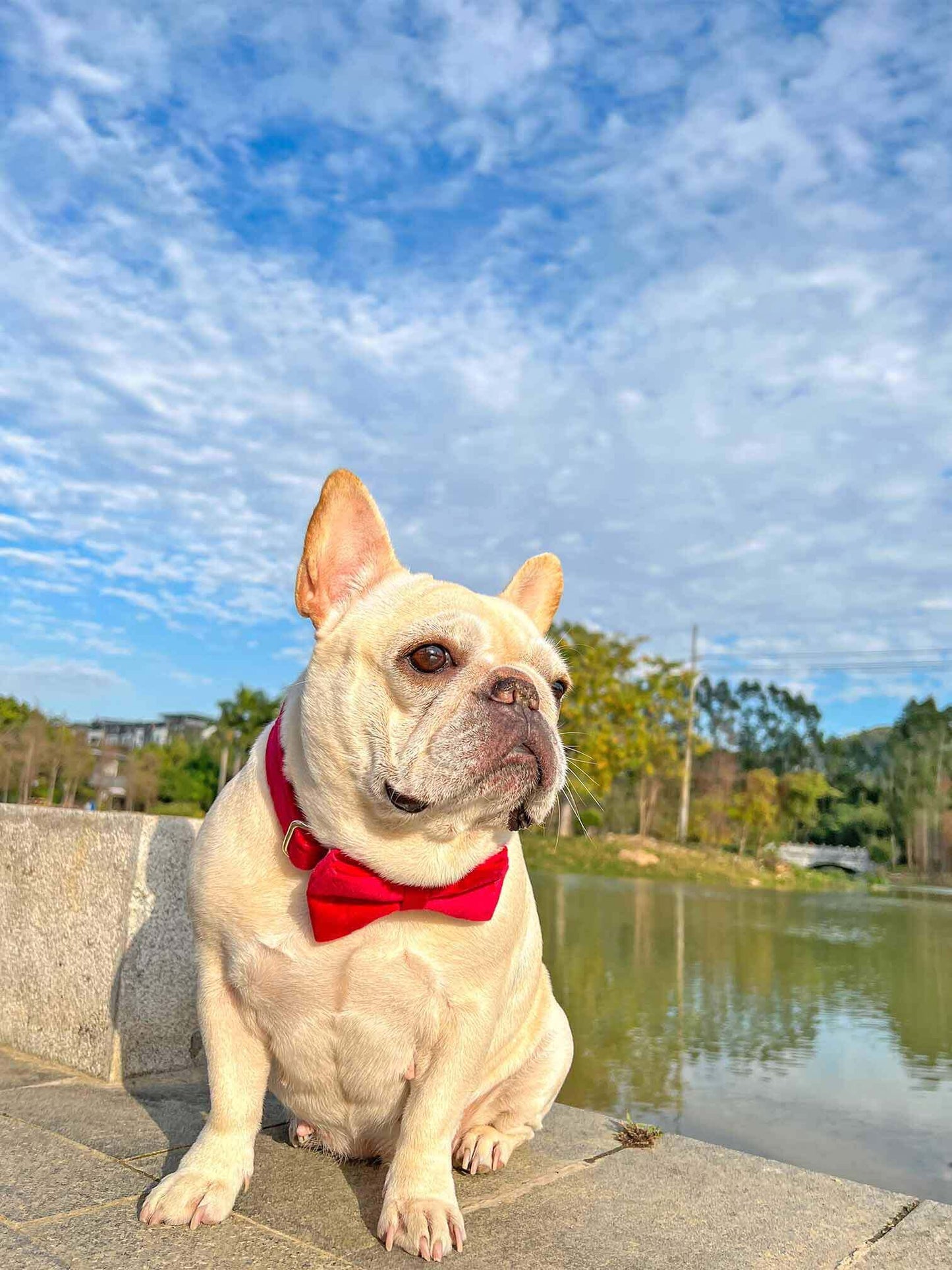 Dog Red Heart Leash Set - Frenchiely