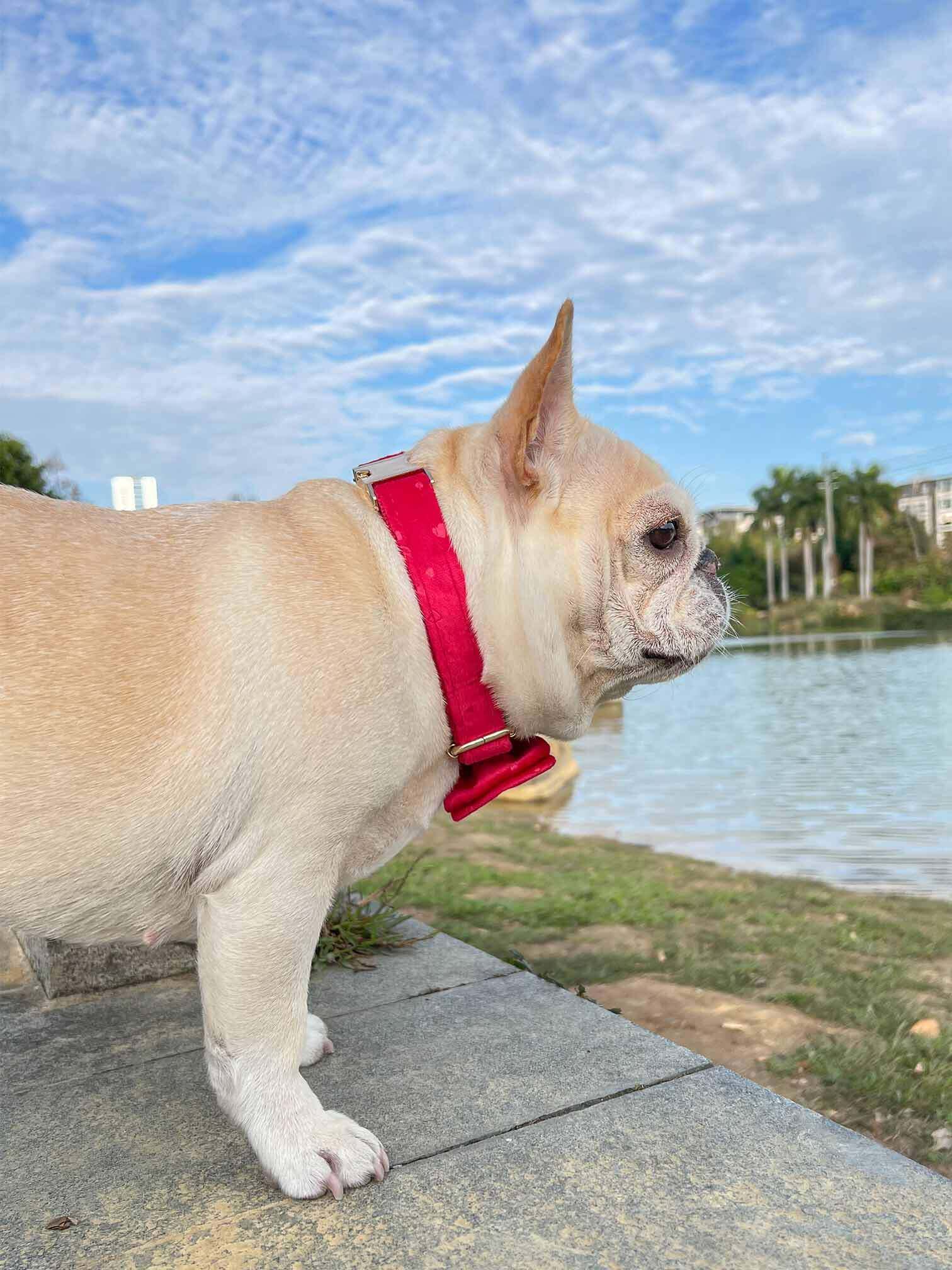Dog Red Heart Leash Set - Frenchiely