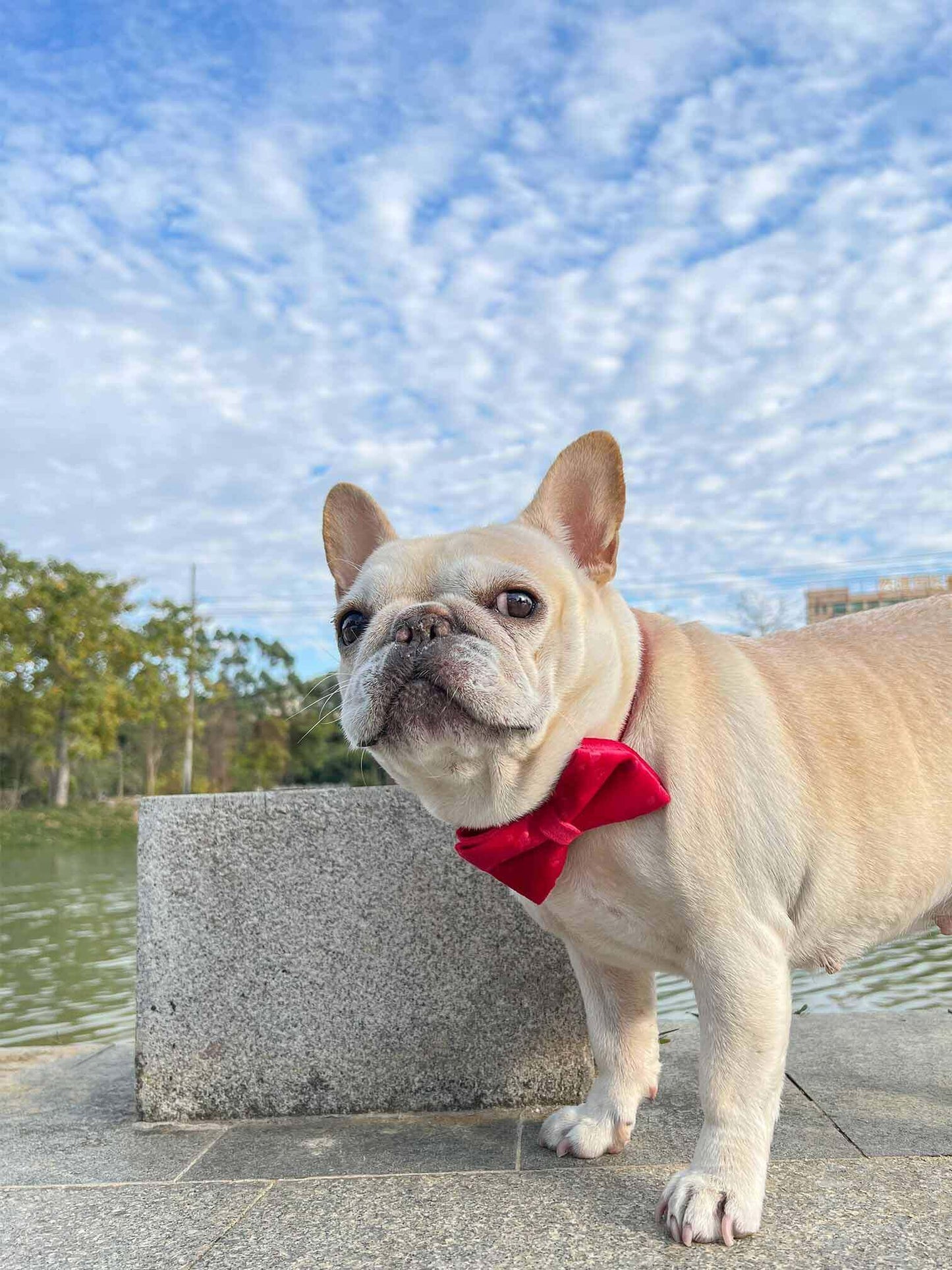 Dog Red Heart Leash Set - Frenchiely