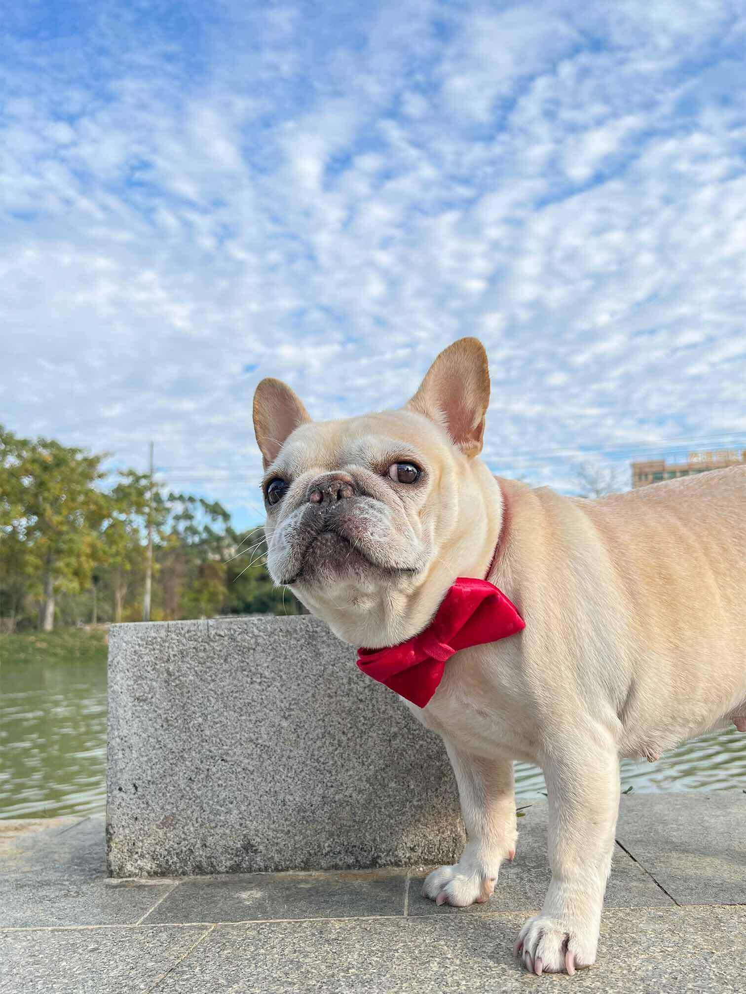 Dog Red Heart Leash Set - Frenchiely