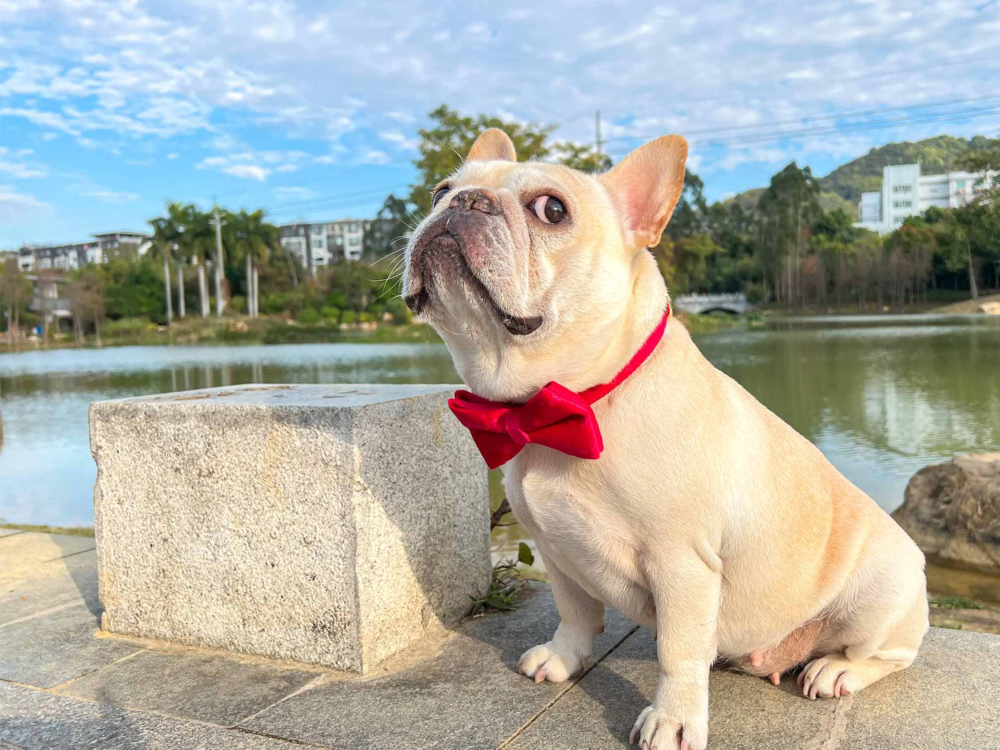 Dog Red Heart Velvet Collar - Frenchiely