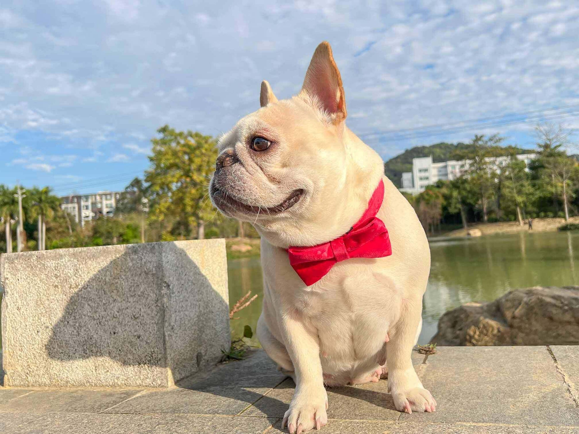 Dog Red Heart Leash Set - Frenchiely