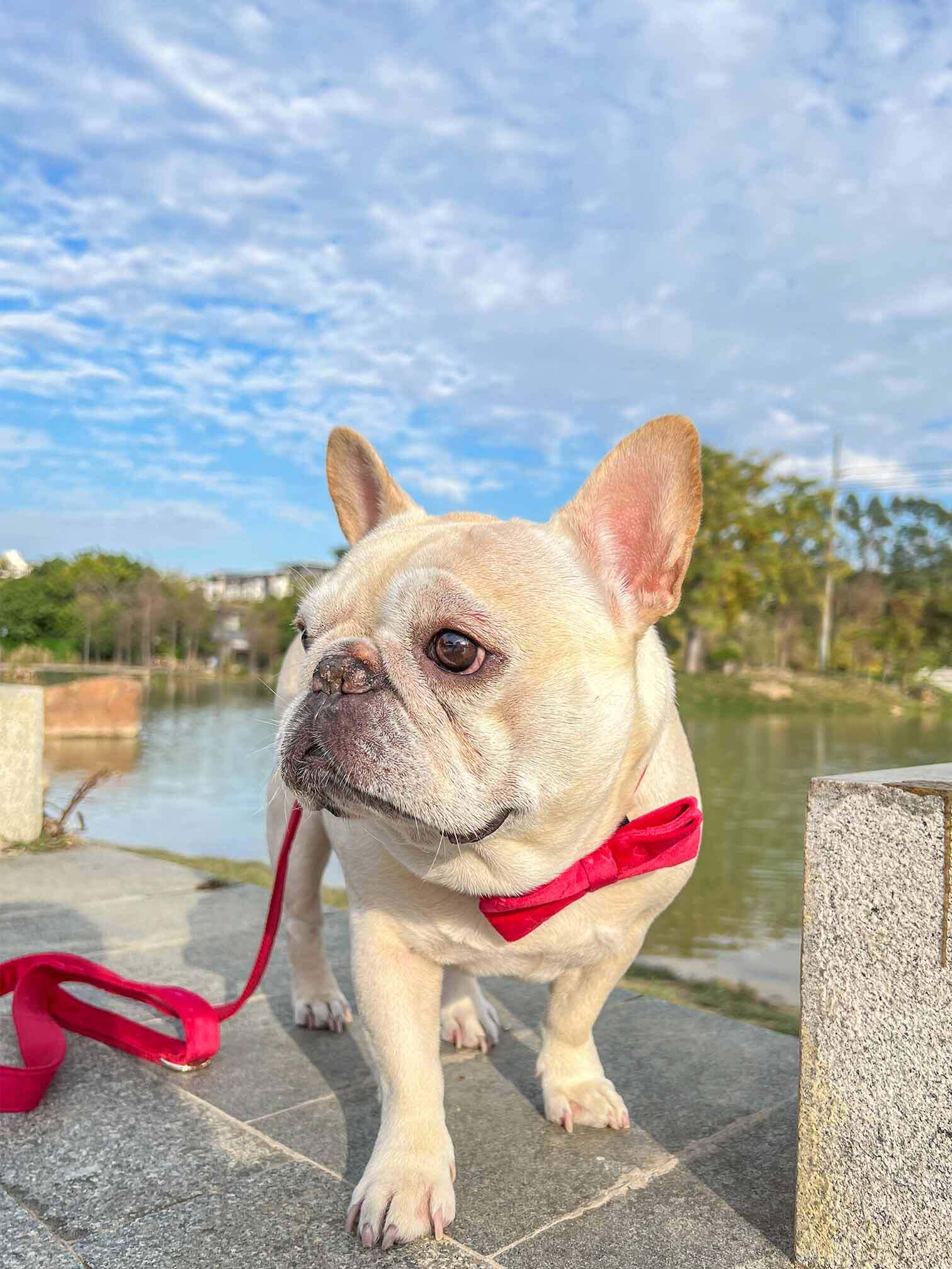 Dog Red Heart Leash Set - Frenchiely