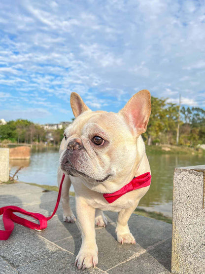 Dog Red Heart Leash Set - Frenchiely