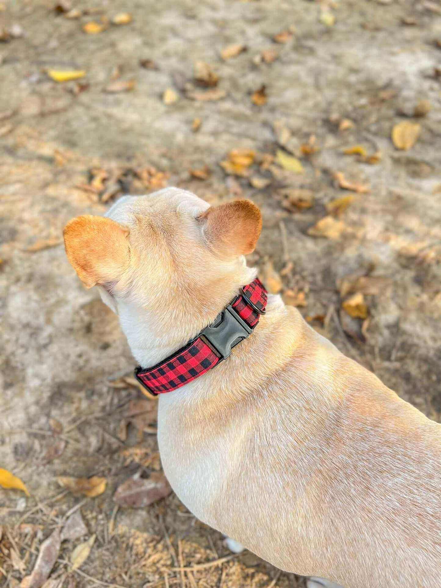 Dog Red Buffalo Leash Set - Frenchiely