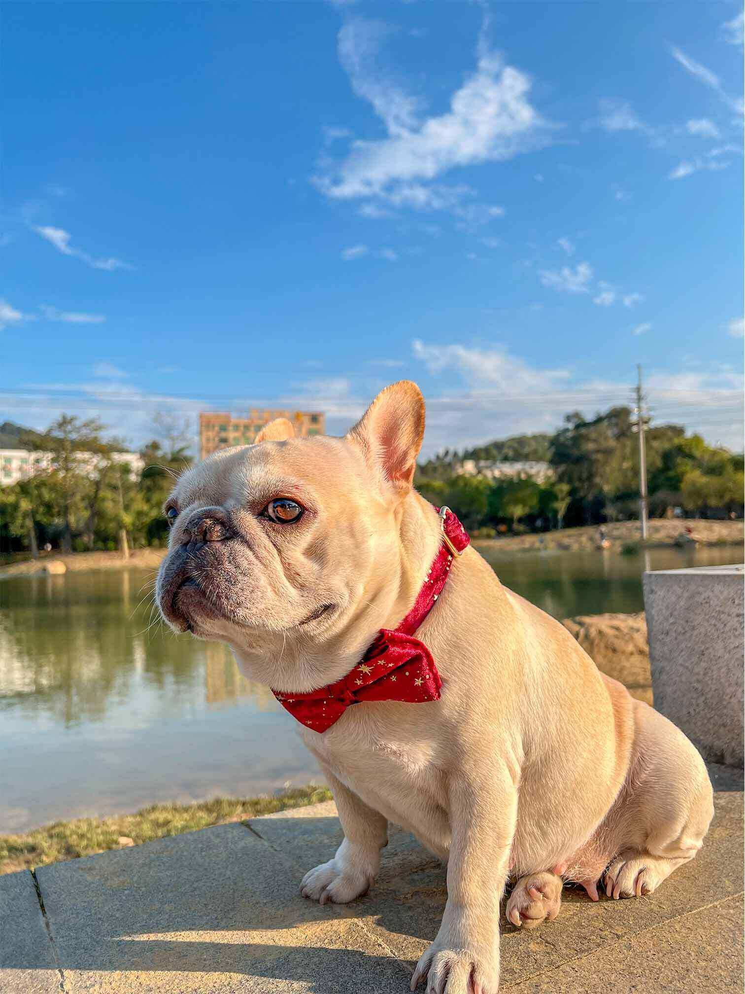 Dog Red Velvet Star Collar - Frenchiely