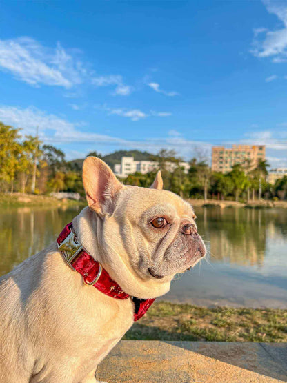 Dog Red Velvet Star Collar - Frenchiely