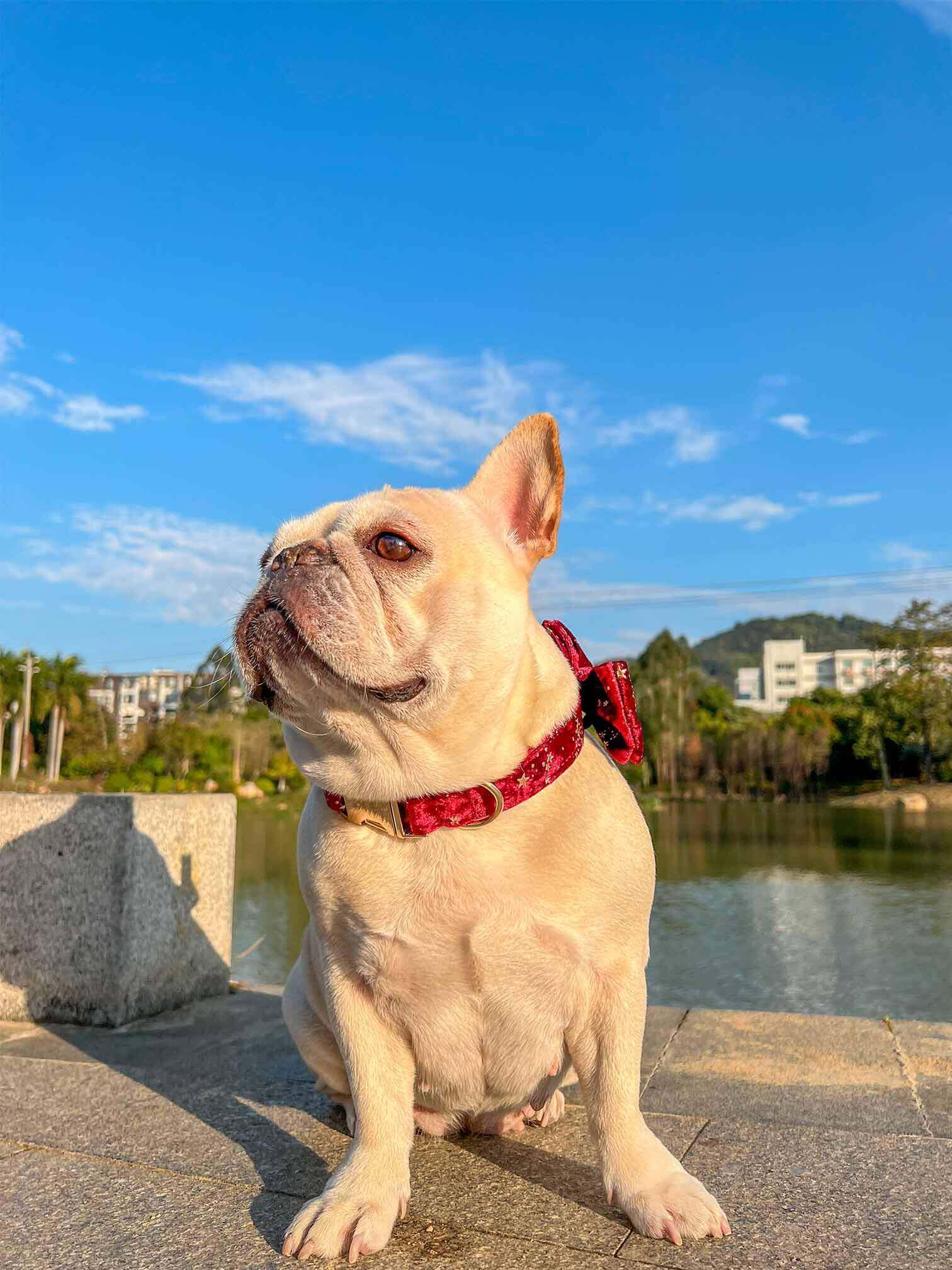 Dog Red Velvet Star Collar - Frenchiely