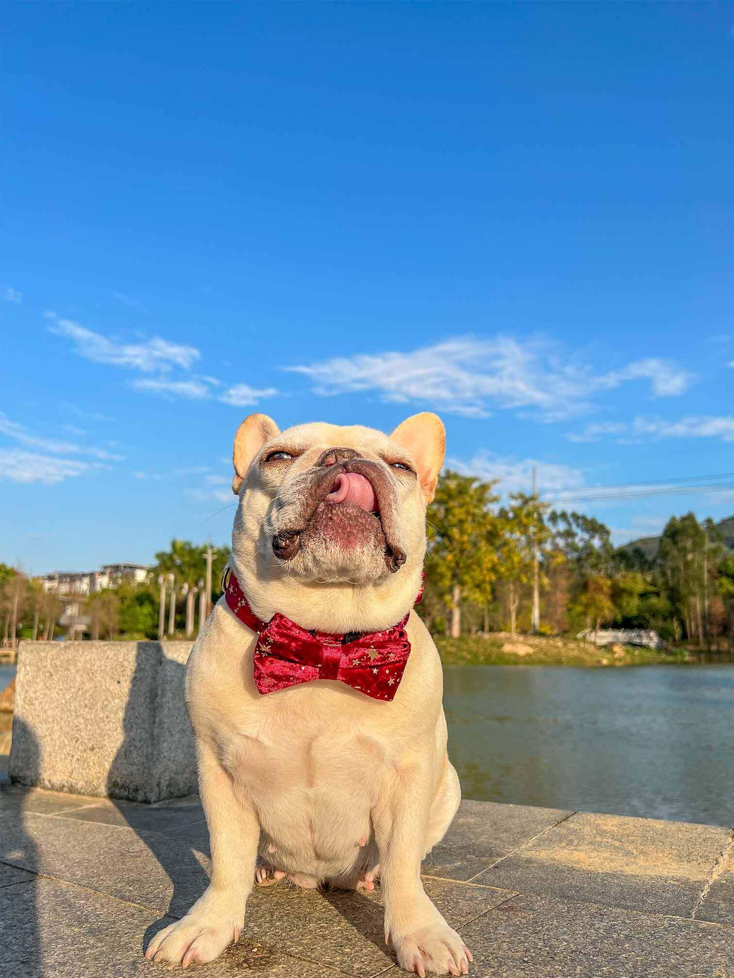 Dog Red Velvet Star Collar - Frenchiely