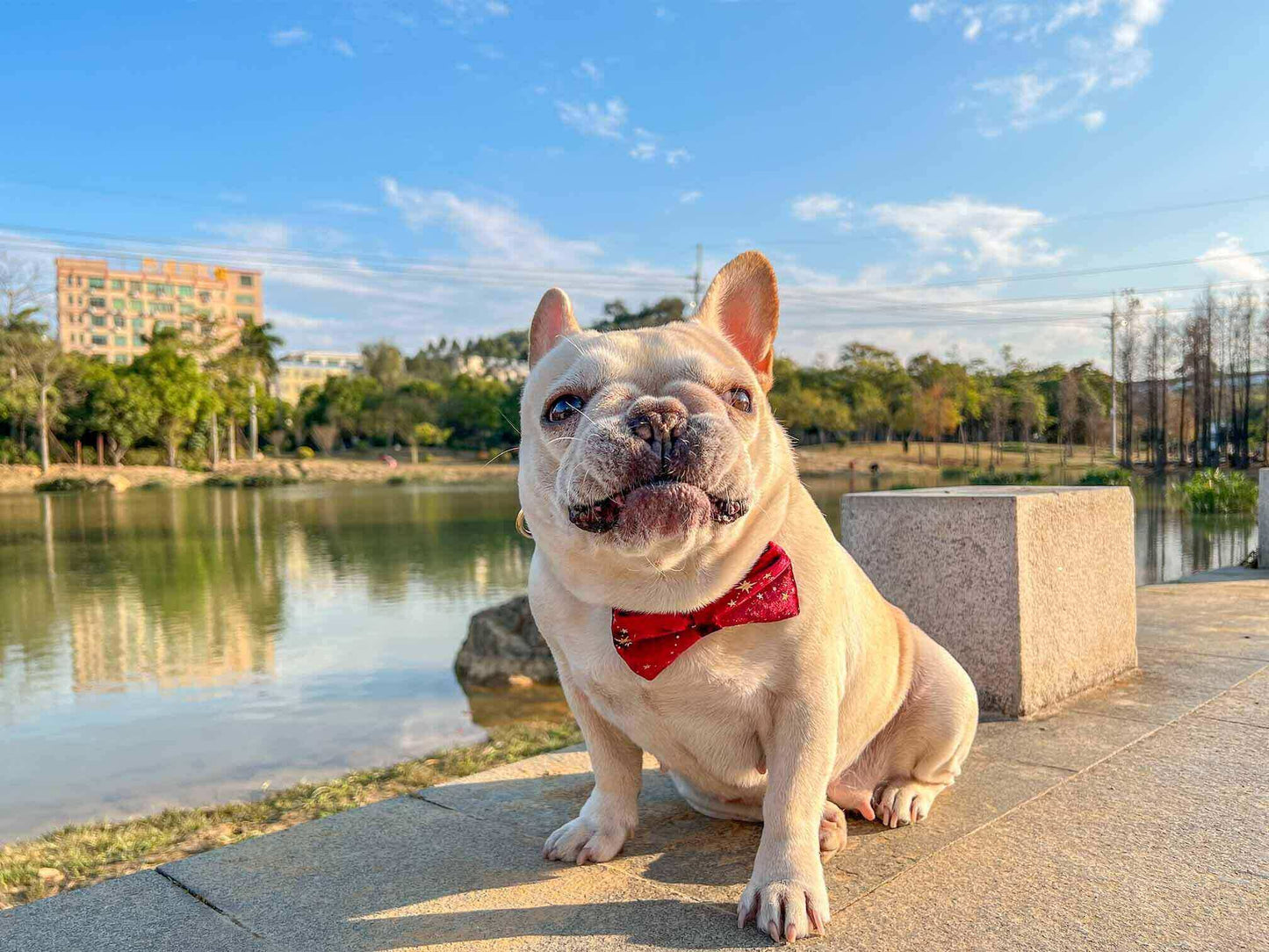Dog Red Velvet Leash Set - Frenchiely