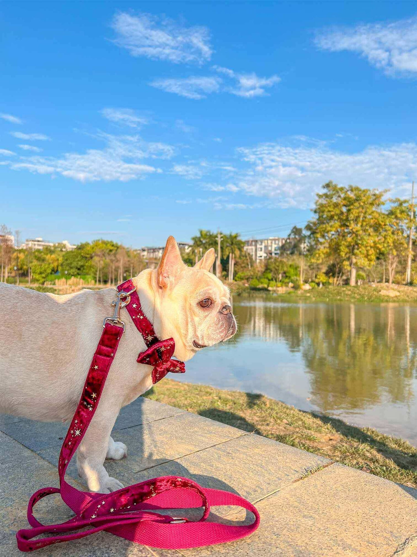 Dog Red Velvet Leash Set - Frenchiely