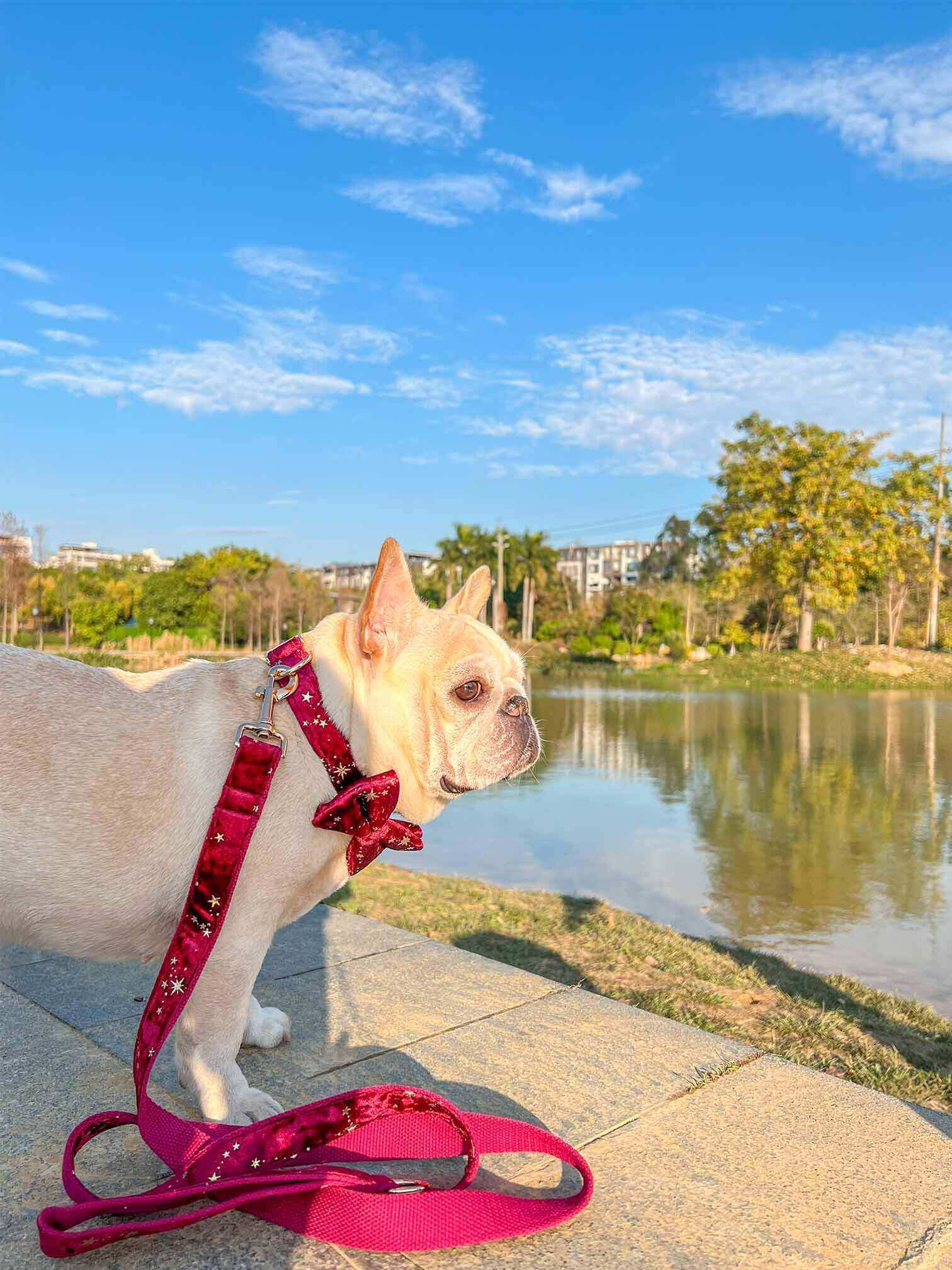 Dog Red Velvet Leash Set - Frenchiely