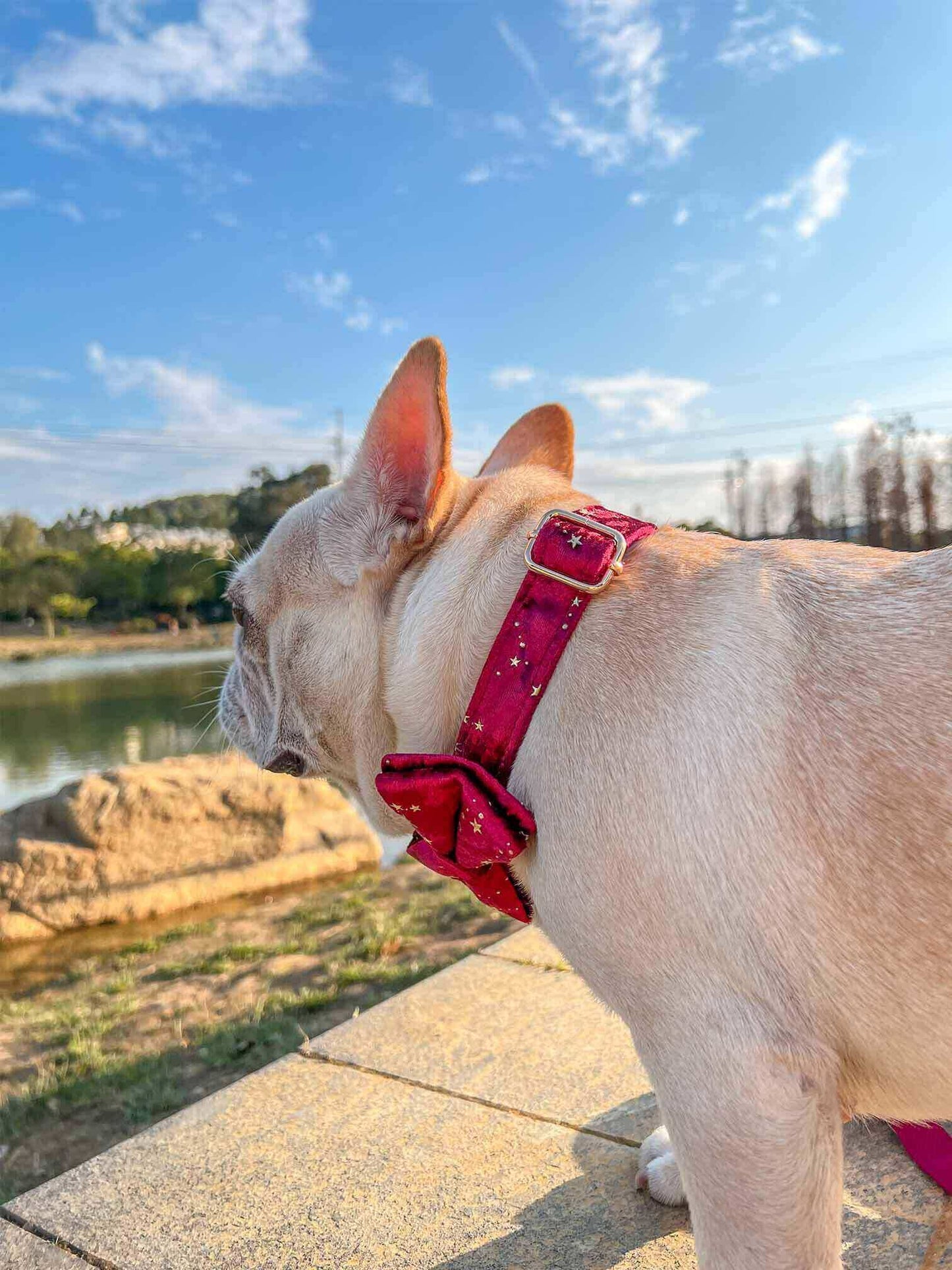 Dog Red Velvet Leash Set - Frenchiely