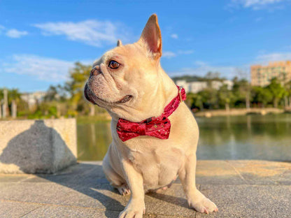 Dog Red Velvet Leash Set - Frenchiely