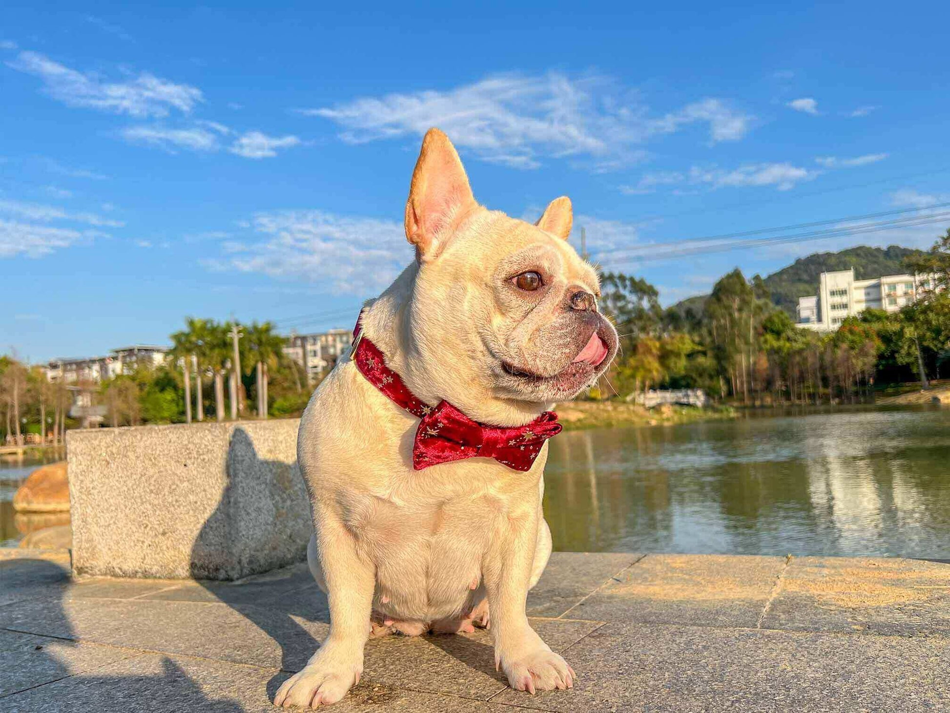 Dog Red Velvet Star Collar - Frenchiely