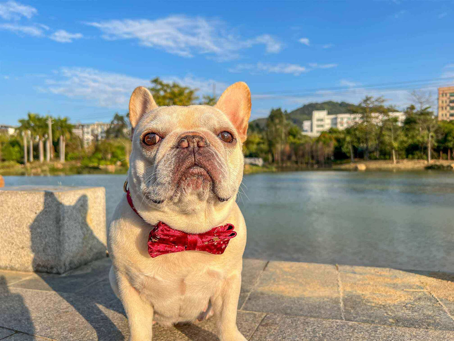 Dog Red Velvet Star Collar - Frenchiely