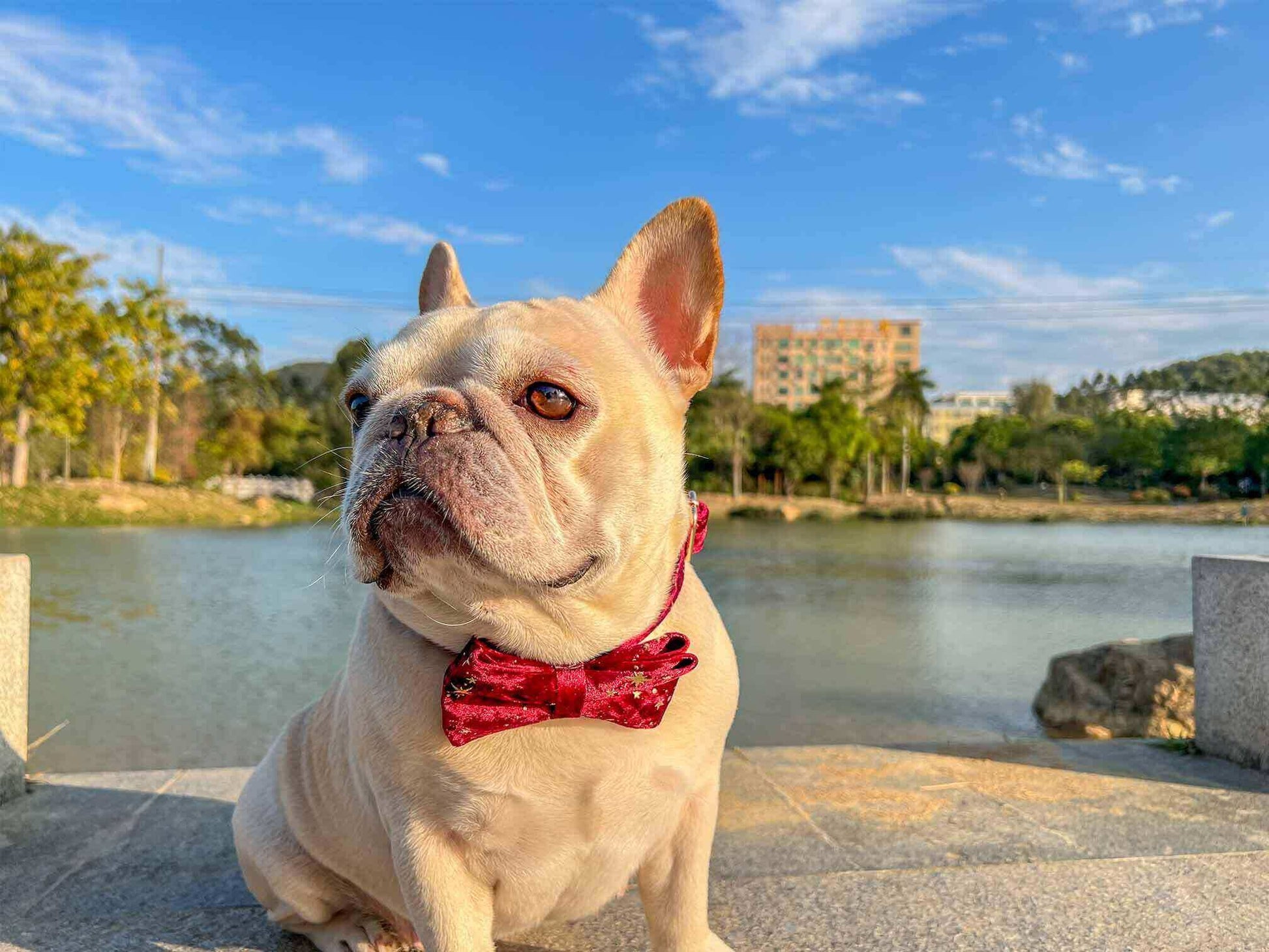 Dog Red Velvet Star Collar - Frenchiely