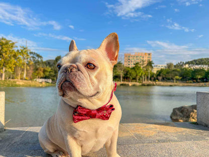 Dog Red Velvet Star Collar - Frenchiely