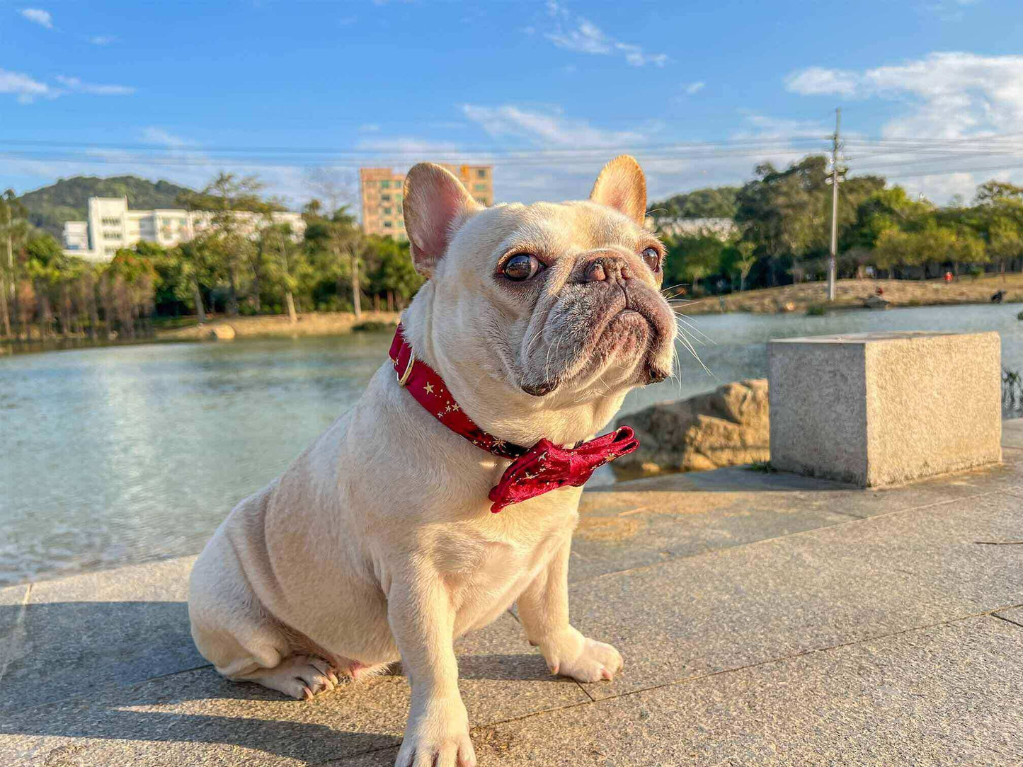Dog Red Velvet Star Collar - Frenchiely