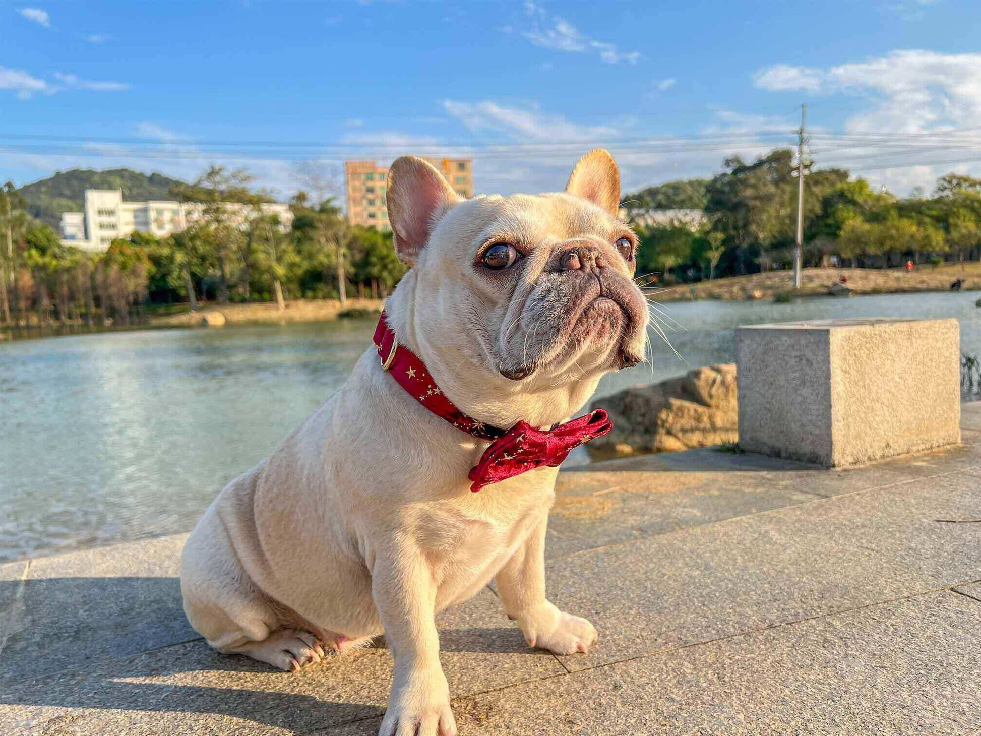 Dog Red Velvet Star Collar - Frenchiely