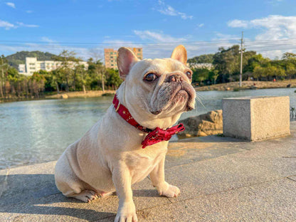 Dog Red Velvet Star Collar - Frenchiely