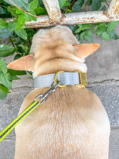 Dog Silvery Collar Leash Set - Frenchiely