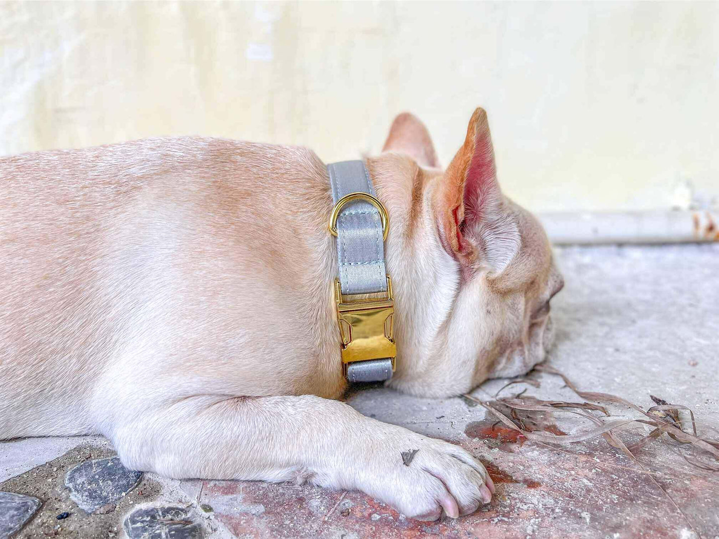 Dog Silvery Collar Leash Set - Frenchiely