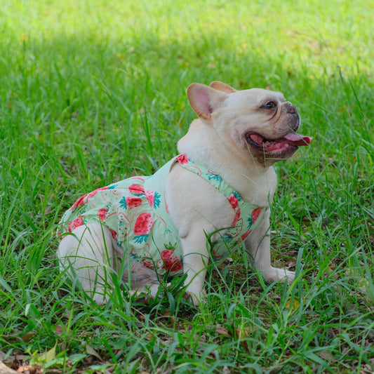 Summer Strawberry Dress dogsummerstrawberrydressformediumdogs_6