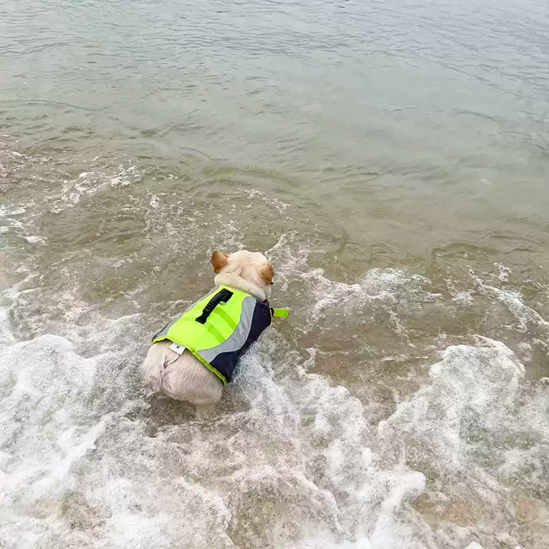 Dog Swim Trunk Lifejacket for French Bulldogs 