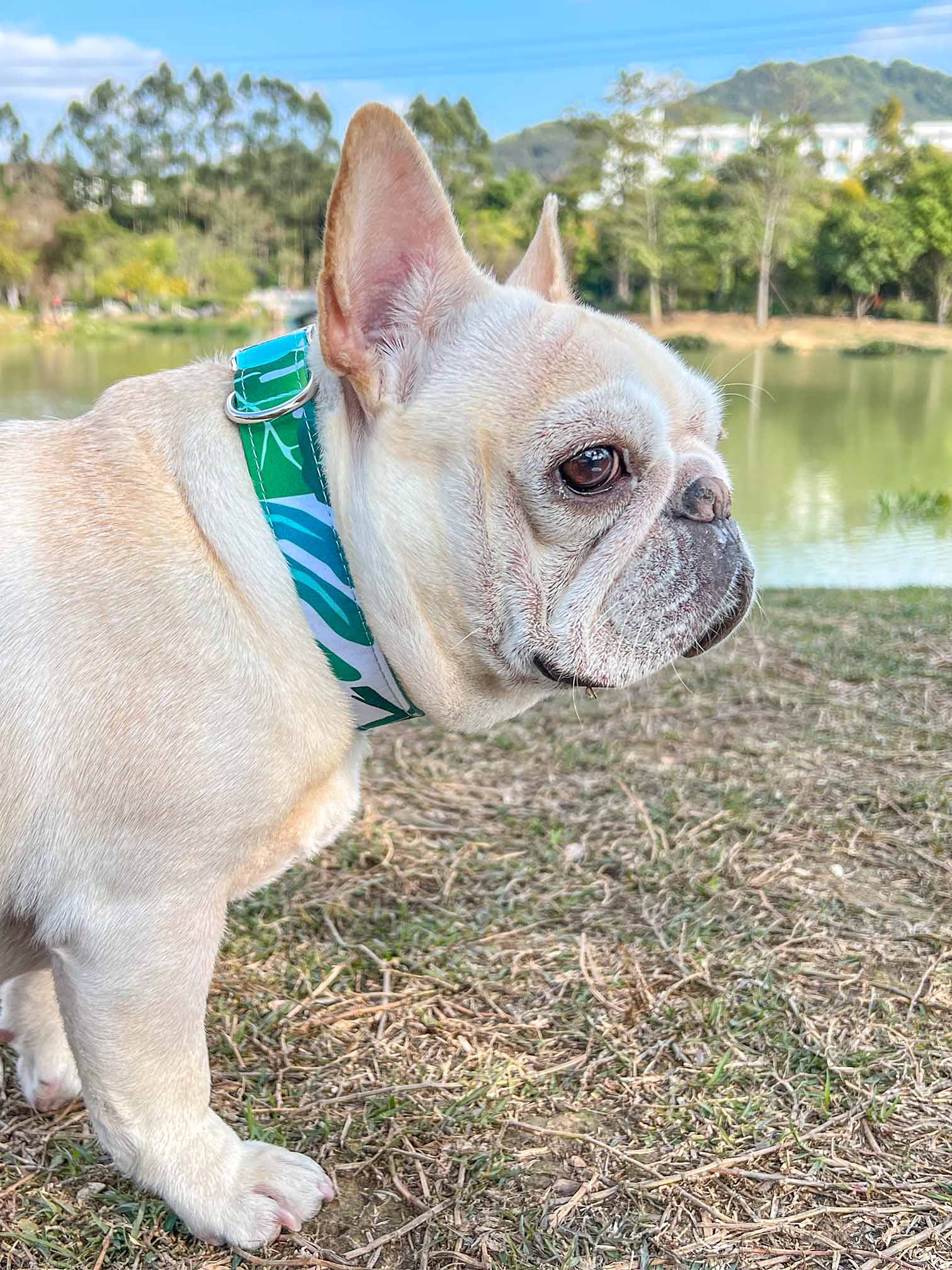 Dog Tropical Vibes Collar - Frenchiely