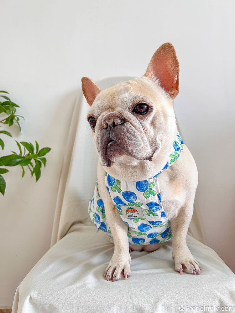 Dog blue Tulips dress for small medium dogs by frenchiely