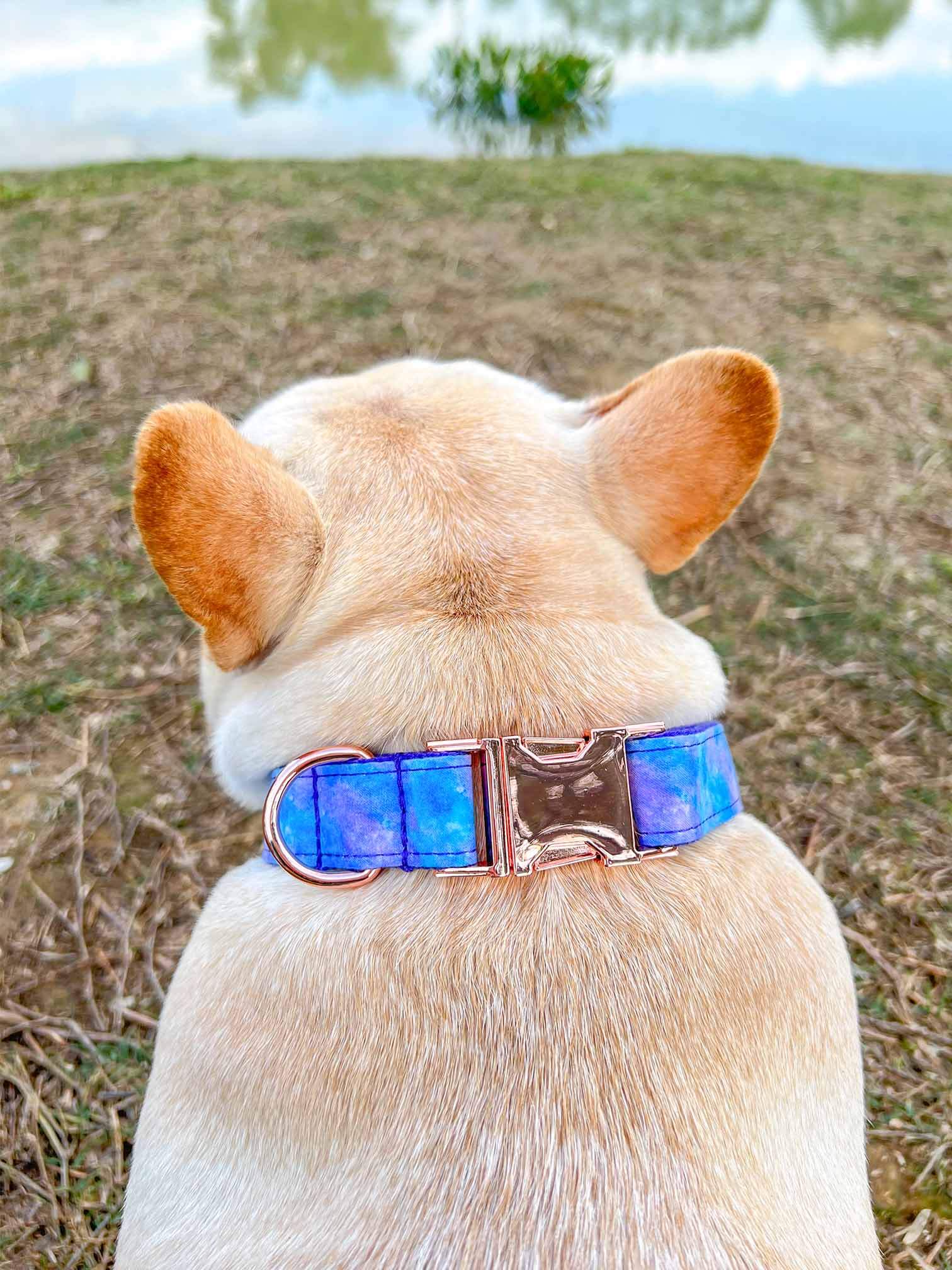 Dog Universe Collar Leash Set - Frenchiely