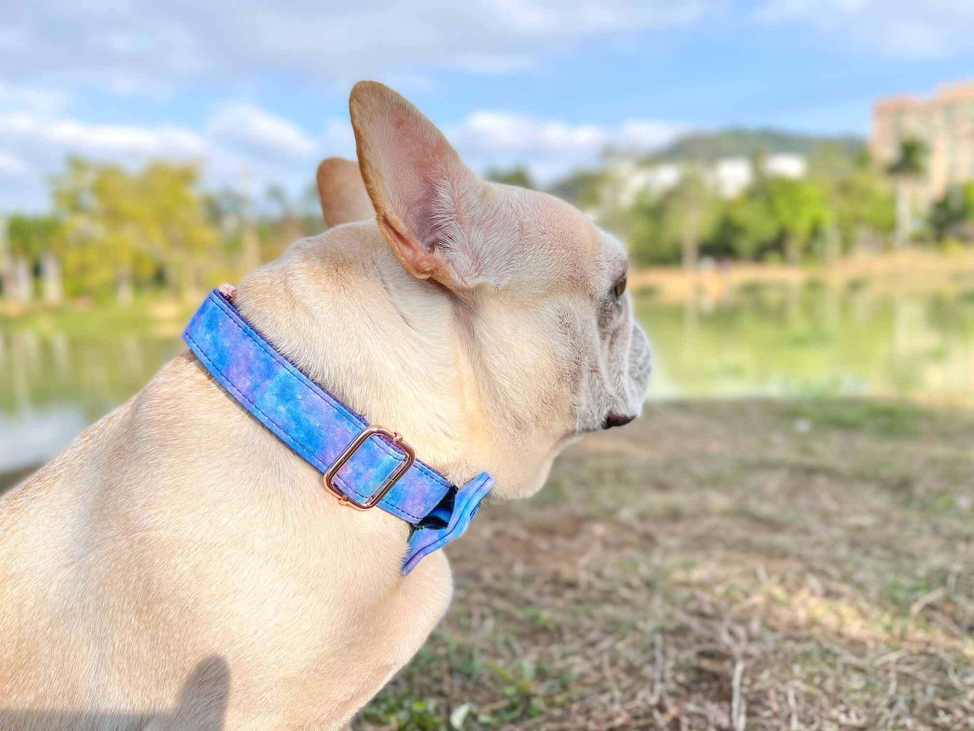 Dog Collar- The Universe - Frenchiely